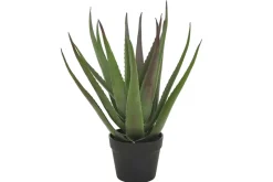 Aloevera kasvi ruukussa Vihreä/Musta