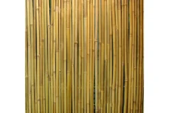 Bambuaita In Garden