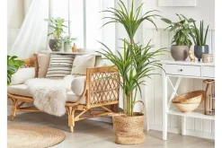 Tekokasvi Beauden 147 cm Dracaena anita Vihreä